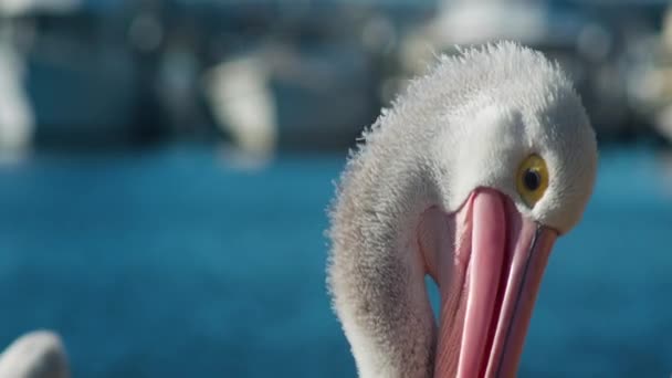 Flock Australiensiska Pelikaner Samlades Stranden Vik Intill Havet Kan Pelikanerna — Stockvideo