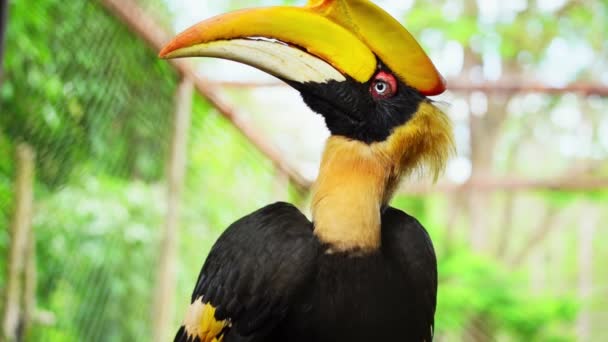 Tiro Perto Belo Pássaro Com Bico Amarelo Olhando Redor Surpreendentemente — Vídeo de Stock