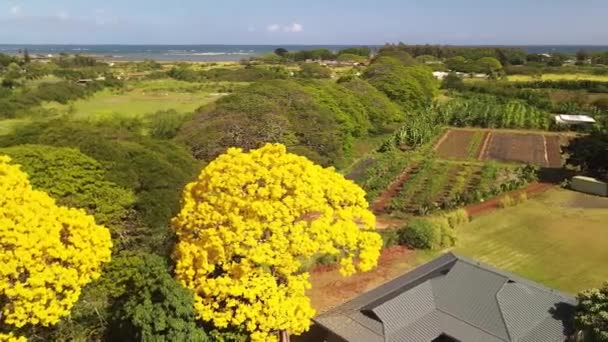 Nagranie Dronów Hawajów Oahu Full — Wideo stockowe