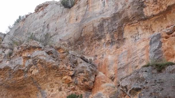 Wilde Ziegen Iberische Steinböcke Erklimmen Einen Felsvorsprung Einer Bergwand Sich — Stockvideo
