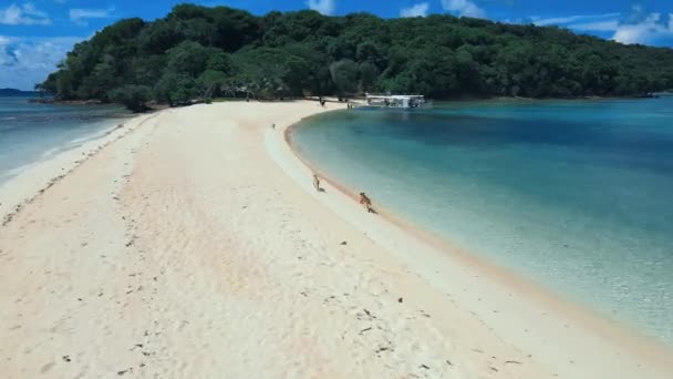 海岸沿いを走る島犬は — ストック動画