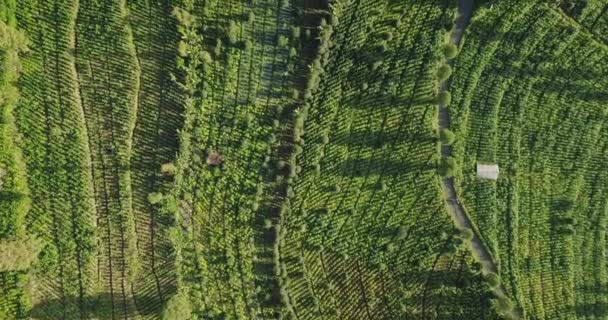 Flygfåglar Ögonkast Grön Färgad Tobak Plantation Sindoro Mountain Indonesien Vacker — Stockvideo