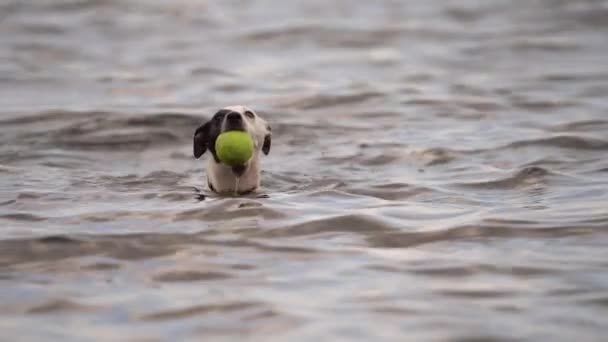 Jack Russell Terrier Simmar Sjön Med Bollen Munnen Slow Motion — Stockvideo