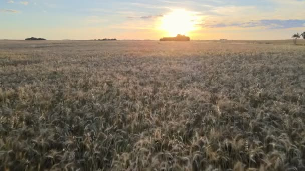アルバータ州の広大な大麦畑の上で日没を飽和させました 低速の空飛ぶ — ストック動画