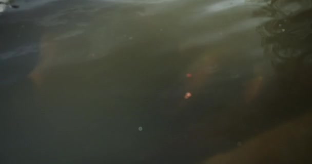 Pesce Che Mangia Laguna Nel Famoso Parco Retiro Madrid — Video Stock
