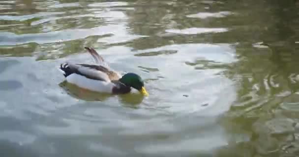 Pato Comiendo Mientras Nada Una Laguna Famoso Parque Retiro Madrid — Vídeo de stock