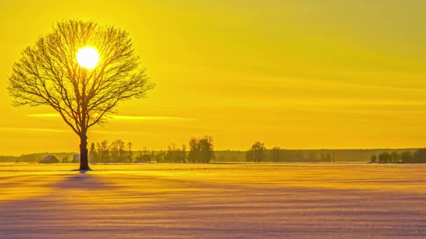 Tramonto Giallo Brillante Campo Neve Albero Solitario Time Lapse — Video Stock