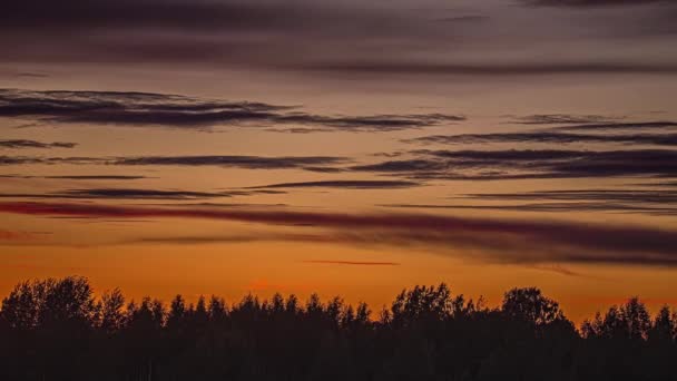 Kräutersilhouette Gegen Filmischen Sonnenuntergang Zeitraffer — Stockvideo
