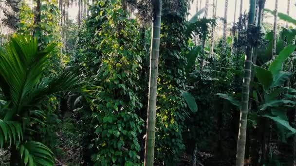 Zoom Ravvicinato Nella Vegetazione Tropicale Lussureggiante Tronco Noce Areca Primo — Video Stock