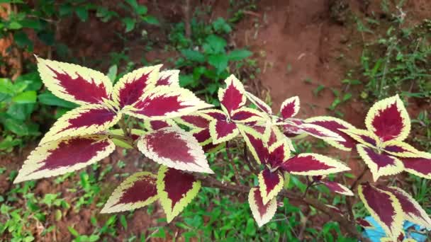 Feche Zoom Foto Coleus Natureza Foco Superficial — Vídeo de Stock