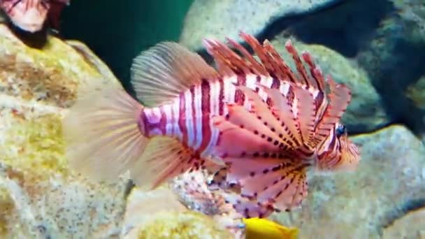 Lionfish Detalj Akvariet Ekosystem — Stockvideo