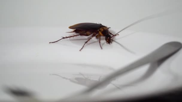 Cerca Una Sola Cucaracha Gateando Plato Blanco Vacío Mano — Vídeos de Stock