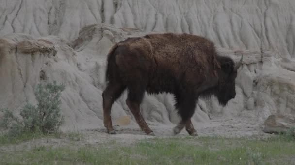Two Bison Grazing Walking Cliff — Stock Video