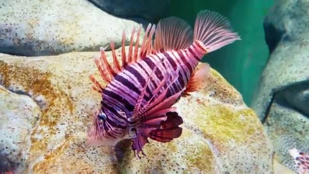 Blisko Magnificent Lionfish Obok Kamieni Dużym Akwarium — Wideo stockowe
