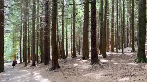 Молодая Пара Идет Лесной Тропинке Кумшингаун Лох Уотерфорд Ирландия Концепция — стоковое видео