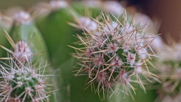 Makro Skott Prydnadskaktus Med Detaljer Ryggraden — Stockvideo