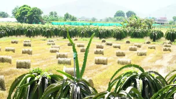 Granja Redonda Llantas Pacas Heno Campo Agrícola Agrícola Sudeste Asiático — Vídeos de Stock