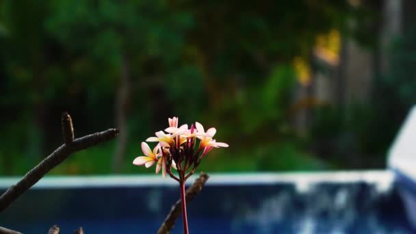 Flores Plumeria Tropicais Por Piscina Quintal Inclinar Para Baixo Foco — Vídeo de Stock