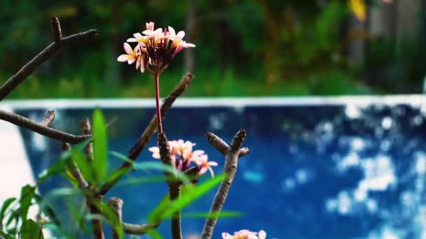 Kvetoucí Frangipani Květiny Zahradě Bazénu Selektivní Zaměření Zblízka — Stock video
