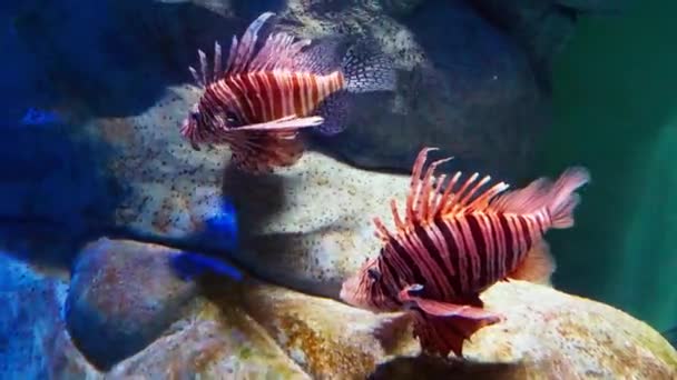 Groupe Lionfish Magnifiques Côté Des Rochers Dans Grand Aquarium — Video