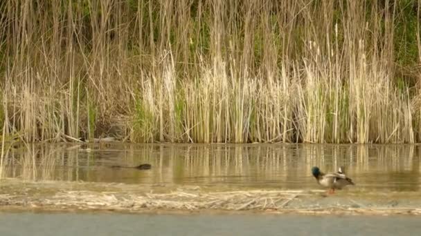 Bäver Simning Och Dykning Sjön Bland Ankor Naturlig Livsmiljö — Stockvideo