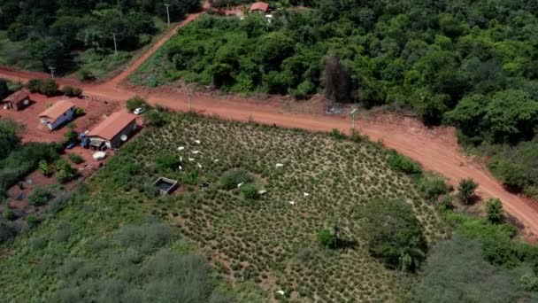 Obracający Się Dron Powietrzny Stadem Krów Brazylijskiej Farmie Parku Narodowym — Wideo stockowe