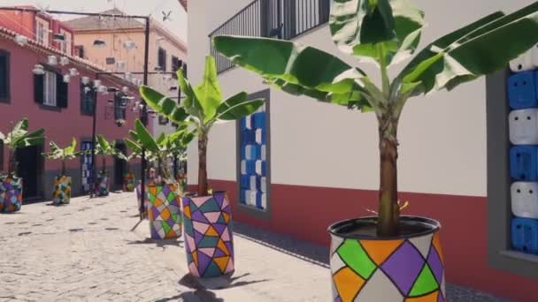 カラフルな通りの装飾 熱帯の木が装飾された鍋ホルダーに植えられている — ストック動画