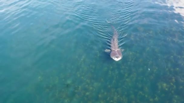 スカイ島の北海岸から海を泳いでいるときに 無人機で日光浴サメの珍しいショット — ストック動画