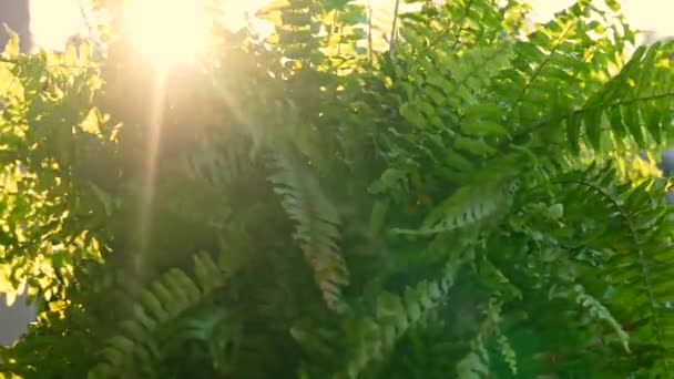 Parlak Sabah Güneşinde Sallanan Bitki Doğa Teması Güneş Yaprakların Arasından — Stok video