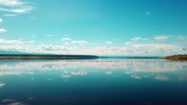 Reflexiones Sobre Agua Serena Del Lago Magadi Con Flamencos Flotantes — Vídeos de Stock