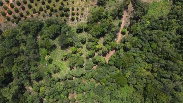 Drone Beelden Boven Enorme Mango Plantage Sihanoukville Provincie Ten Zuiden — Stockvideo