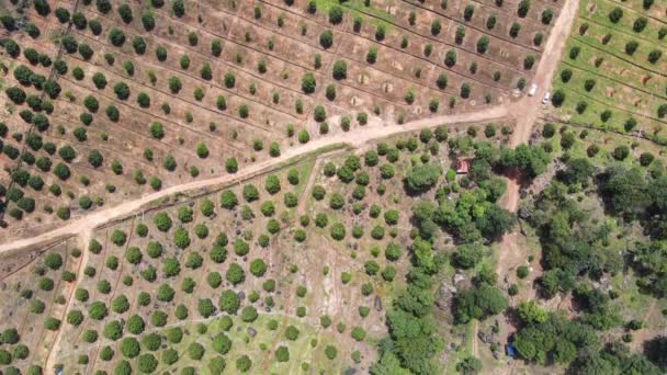 Záběry Dronů Nad Obrovskou Plantáží Manga Provincii Sihanoukville Jižně Kambodže — Stock video