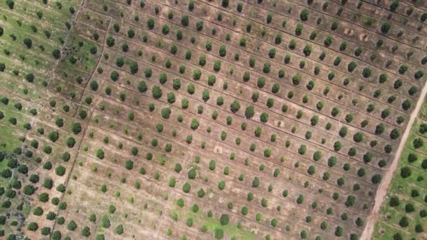 Imágenes Aviones Tripulados Sobre Una Enorme Plantación Mango Provincia Sihanoukville — Vídeo de stock