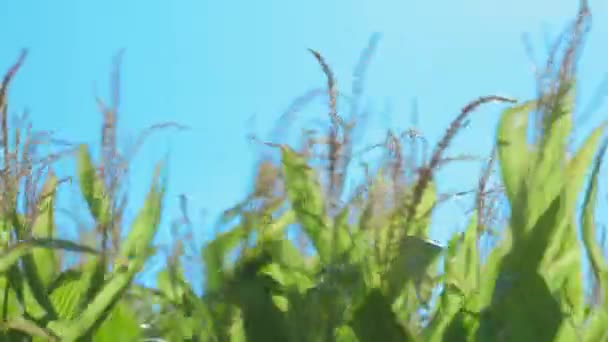 Campo Grano Verde Mosso Dal Vento Con Cielo Azzurro Una — Video Stock