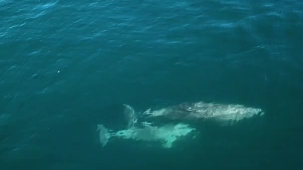 Aerial View Dolphins Rising Water Surface Oxygen Delphinus Aerial View — Stock Video