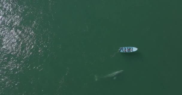 小型ボートによるグレークジラの違反 コピースペースで空中オーバーヘッドトップダウンビュー — ストック動画