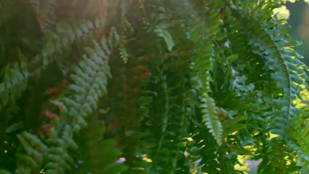 널빤지를 매달려서 촬영하는 식물에 햇빛이 비친다 일광욕을 일으키는 황홀경 — 비디오