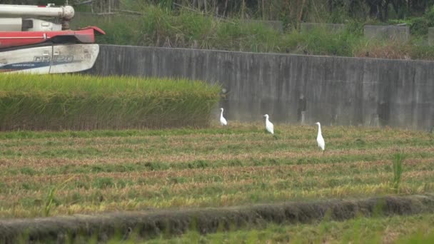 野生涉水鸟类 白鹭和其他物种在收获季节聚集在稻田里 在收获机牵引 脱粒和结冬后在歉收的庄稼上觅食 — 图库视频影像