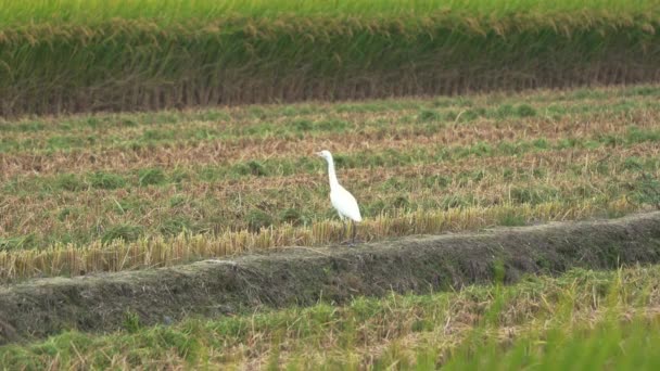Wading Birds White Egrets Other Species Gathered Cultivated Rice Paddy — Stock Video