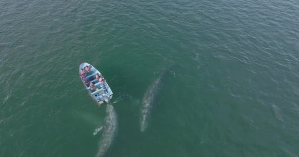 Bateau Observation Des Baleines Rencontrant Bâton Gris Vue Aérienne Par — Video