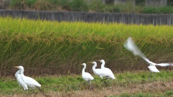 White Egrets Wading Birds Other Species Gathered Cultivated Rice Paddy — Stock Video