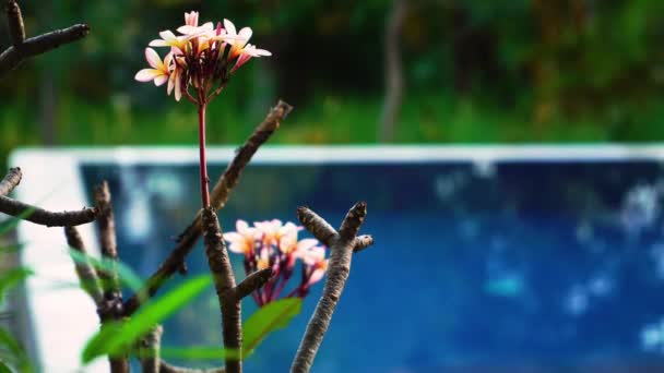 Färgglada Naturliga Färsk Blomma Med Pool Bakgrunden Resort Reträtt Semester — Stockvideo