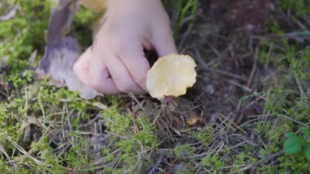 Fetița Mică Culege Ciuperci Cantharellus Cibarius Într Pădure Timpul Verii — Videoclip de stoc