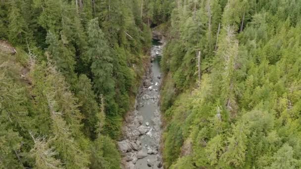 Ένα Ποτάμι Διασχίζει Ένα Δάσος Παλιάς Ανάπτυξης — Αρχείο Βίντεο