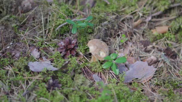 Dziewczynka Zbiera Grzyby Suillus Variegatus Alias Aksamitny Bolete Lub Urozmaicony — Wideo stockowe