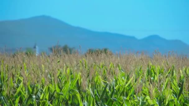 Поле Кукурузных Растений Перемещенных Ветром Солнечным Летним Утром Перед Горами — стоковое видео