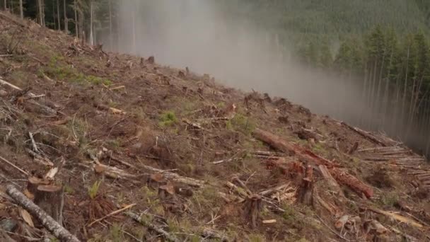 Świeży Las Wyspie Vancouver Kolumbia Brytyjska — Wideo stockowe