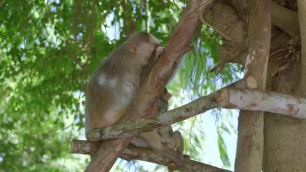 Macaco Dourado Cuidando Seus Filhotes Uma Árvore Cidade Danang Península — Vídeo de Stock