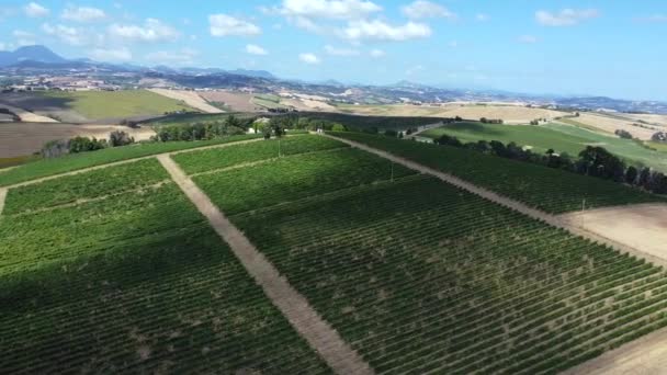 Vanuit Lucht Uitzicht Wijngaarden Een Heuvel Het Italiaanse Wijnbouwgebied Verdicchio — Stockvideo