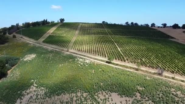 Vliegen Wijngaarden Heuvelachtige Gebieden Van Midden Italië Internationale Wijnproductie — Stockvideo